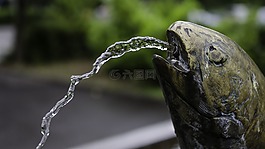 噴泉,水,魚