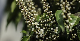 黑樱桃,花,开花