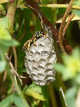 黃蜂,黃蜂'巢,六邊形