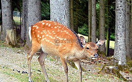 獐鹿,野生,休耕鹿