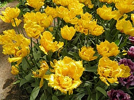 郁金香,黃色,花園