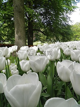 郁金香,白,鮮花