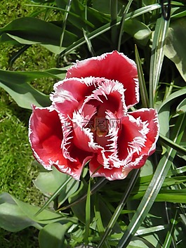 阿姆斯特丹,郁金香,花園