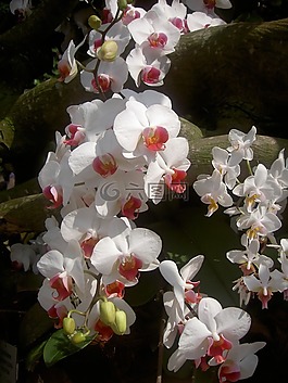 蘭花,花,白
