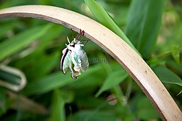 昆虫,花园,自然