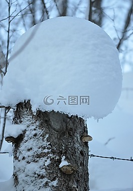 冬季魔術(shù),雪,白