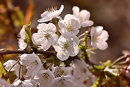 櫻花,櫻桃,科