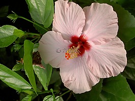 芙蓉,鮮花,開花