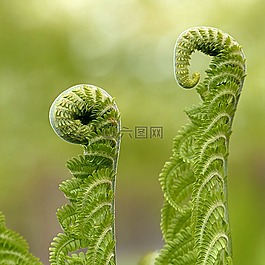 蕨类,polypodium,厂