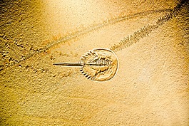 馬蹄蟹,limulidae,化石