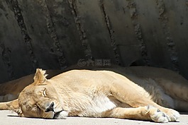 獅子,休息,睡眠