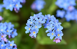 不要忘了我,花,鲜花
