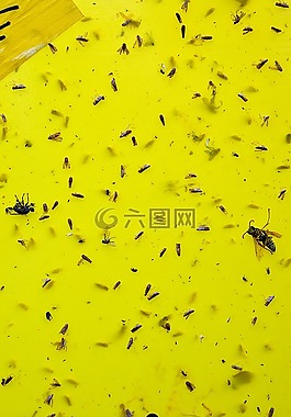 昆蟲,黃色,性質(zhì)