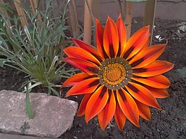 花,橙色,花園