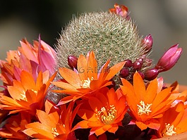 仙人掌,florir,仙人掌花