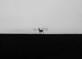 單,動物,自然