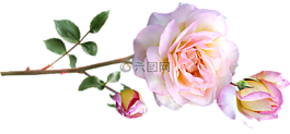 和平玫瑰,干,鮮花