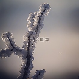 霜,冬天,季节