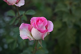玫瑰,花卉,美麗的花