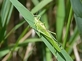 綠色的螞蚱,龍蝦,orthopteron