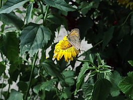 蝴蝶,花,黃色