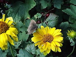 蝴蝶,花,黃色