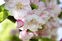 鮮花,水華,蘋果