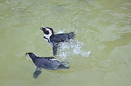 企鹅,水,speters