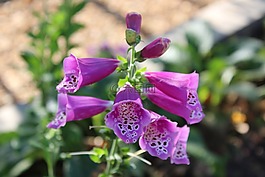 花,開花,頂針