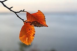 葉子,秋季,秋性質(zhì)