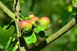 蘋果,蘋果樹(shù),水果
