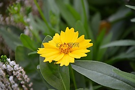 鮮花,黃色,夏季