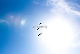 動(dòng)物,鳥,藍(lán)色的天空