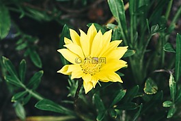 花,黃色,花園