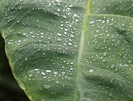 雨,滴,綠色