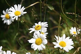 雛菊,鵝花,花