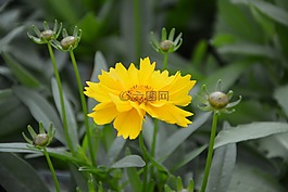 黃色的花,花園,夏季