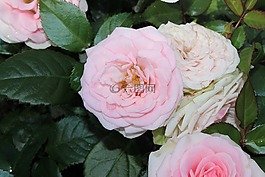 ros,粉色,鮮花