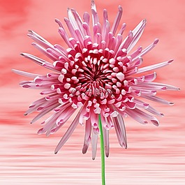 花,植物,很好