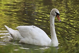 天鵝,鳥,運河