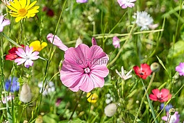 草地,花,開(kāi)花