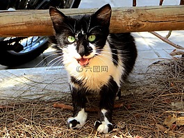 猫,小猫,年轻的猫