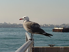 海鷗,鷗,坐