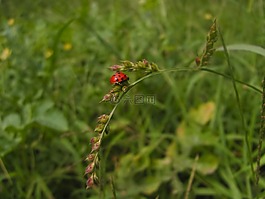 瓢蟲,草,夏季
