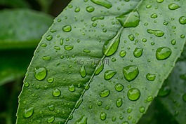 滴,雨,葉子