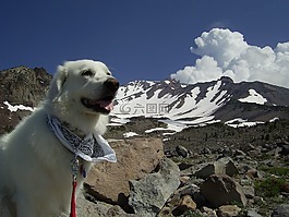 狗,快樂,山