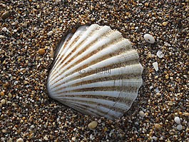 貝殼,海灘,白