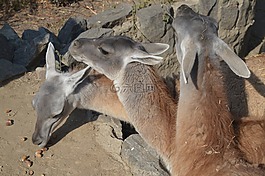 動物,吃,野生動物