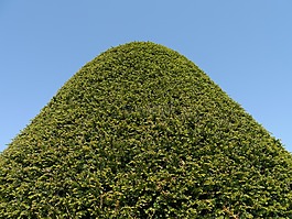 杉木,綠色,天空