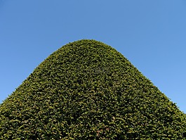 杉木,綠色,天空